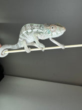 Load image into Gallery viewer, AMBILOBE FEMALE Panther Chameleon: Rogue x Phoenix (S3)
