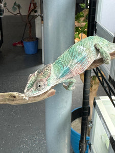 AMBILOBE Panther Chameleon: (E36)