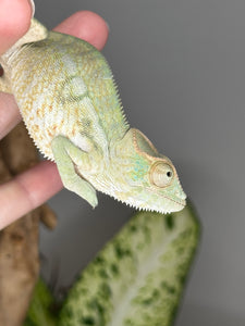 AMBANJA FEMALE Panther Chameleon: Neon Nights x Tango (S18)