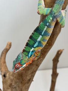 AMBILOBE Panther Chameleon: (J4)