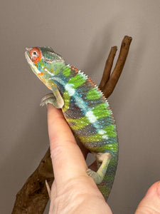 AMILOBE Panther Chameleon: (E32)