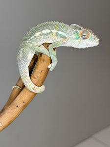 SURPRISE! Panther Chameleon: (E32)