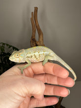 Load image into Gallery viewer, AMBANJA FEMALE Panther Chameleon: Neon Nights x Tango (S20)
