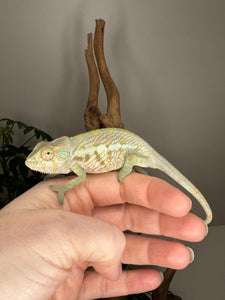 AMBANJA FEMALE Panther Chameleon: Neon Nights x Tango (S20)