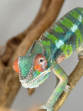 Load image into Gallery viewer, AMILOBE Panther Chameleon: (E32)
