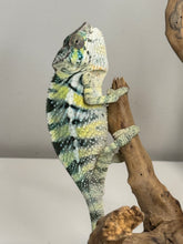 Load image into Gallery viewer, AMBILOBE Panther Chameleon: (E5)
