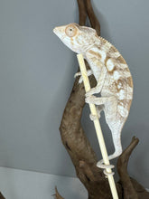 Load image into Gallery viewer, Sambava FEMALE Panther Chameleon: 🚺 (S9)
