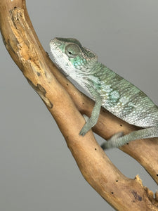 AMBILOBE Panther Chameleon: (E7)