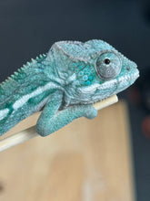 Load image into Gallery viewer, AMBILOBE Panther Chameleon: Frank x Sandy (Q1)
