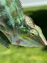 Load image into Gallery viewer, AMBANJA Panther Chameleon: (C4)
