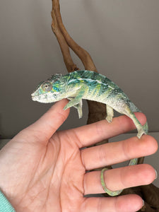 SAMBAVA Panther Chameleon: (E19)