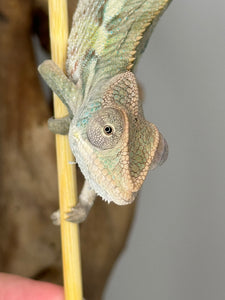 AMBILOBE Panther Chameleon male: (E4)