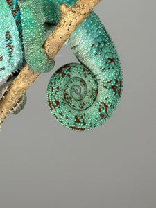 AMBANJA Panther Chameleon: (E8)