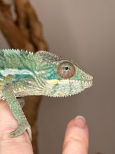 Load image into Gallery viewer, AMBILOBE Panther Chameleon: (E36)
