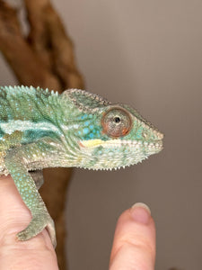 AMBILOBE Panther Chameleon: (E36)