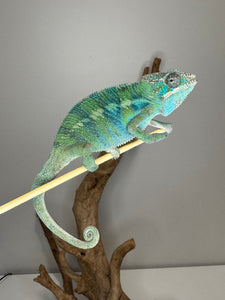 AMBILOBE Panther Chameleon: (E22)