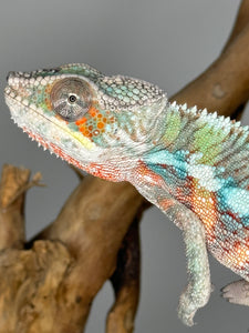 AMBILOBE Panther Chameleon male: (E7)