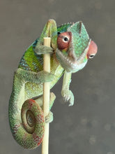 Load image into Gallery viewer, AMBILOBE Panther Chameleon: Jimmy Walker x Dianne (S19)
