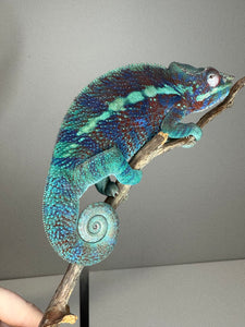 AMBANJA Panther Chameleon: (J6)