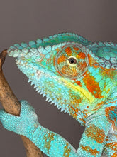 Load image into Gallery viewer, 💎 Stunning Adult Ambanja Panther Chameleon Holdback – Vibrant Turquoise with Red/Orange Barring | H8
