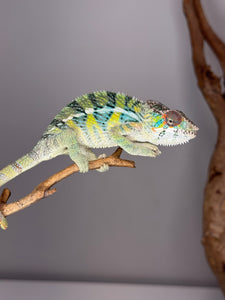 AMBILOBE Panther Chameleon: (E16)