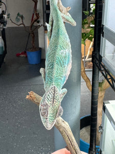 AMBILOBE Panther Chameleon: (E36)