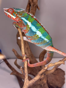 AMBILOBE Panther Chameleon: (B3)