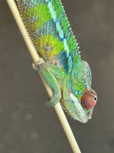 AMBILOBE Panther Chameleon: Jimmy Walker x Dianne (S19)