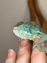 Load image into Gallery viewer, AMBANJA Panther Chameleon: (E4)

