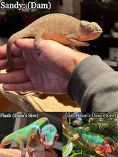 Load image into Gallery viewer, AMBILOBE Panther Chameleon: Frank x Sandy (E11)
