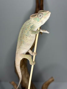 Ambilobe Male Panther Chameleon: Flash x Opal (E12)