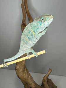 NOSY BE Panther Chameleon male:(E27)