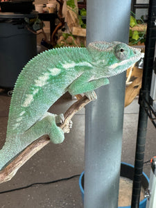 AMBILOBE Panther Chameleon: (E3)