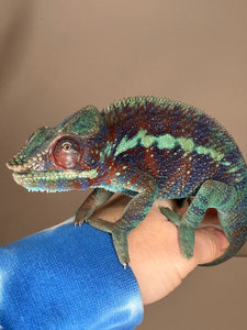 AMBANJA Panther Chameleon: (J6)