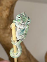 Load image into Gallery viewer, Ambilobe Male Panther Chameleon: Flash x Opal (E18)
