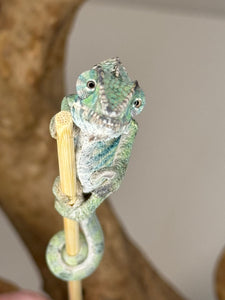 Ambilobe Male Panther Chameleon: Flash x Opal (E18)