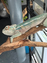 Load image into Gallery viewer, SURPRISE! Panther Chameleon: (E7)
