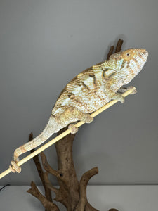 AMBILOBE FEMALE Panther Chameleon: 🚺 (C4)