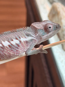 Ambilobe male panther chameleon: Flash x Opal (R5)