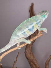 Load image into Gallery viewer, AMBILOBE Panther Chameleon: (E7)
