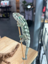 Load image into Gallery viewer, AMBILOBE Panther Chameleon: Frank x Sandy (Q6)
