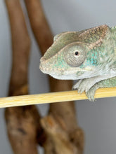 Load image into Gallery viewer, AMBILOBE Panther Chameleon male: (E25)
