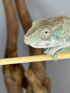 AMBILOBE Panther Chameleon male: (E25)