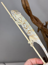 Load image into Gallery viewer, AMBANJA  FEMALE Panther Chameleon: 🚺 (R1)
