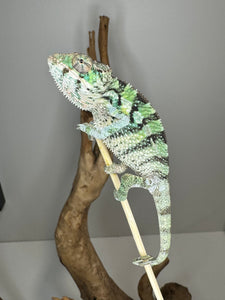 Ambilobe Male Panther Chameleon: Flash x Opal (E21)