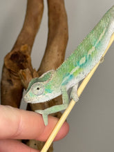 Load image into Gallery viewer, Ambilobe male panther chameleon: Flash x Opal (E23)
