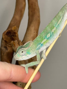 Ambilobe male panther chameleon: Flash x Opal (E23)