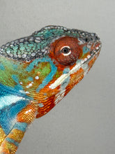 Load image into Gallery viewer, AMBILOBE Panther Chameleon: (J1)
