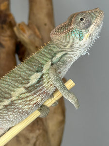 AMBILOBE Panther Chameleon male: (E4)