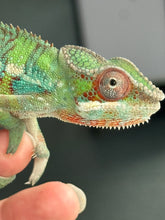 Load image into Gallery viewer, AMBILOBE Male Panther Chameleon: (E5)
